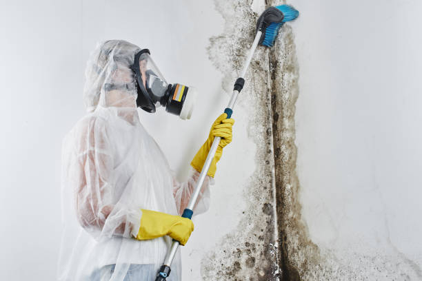 Best Office Mold Removal Services  in Concordia, KS
