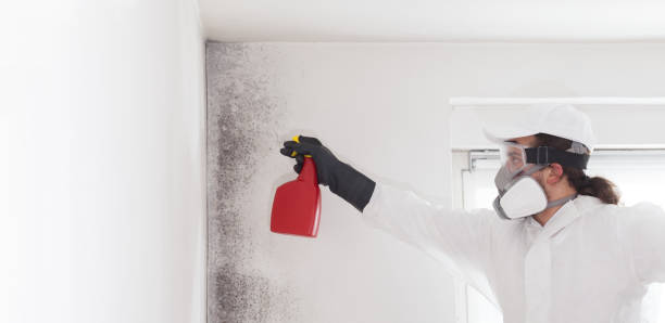 Best Best Mold Removal Companies  in Concordia, KS