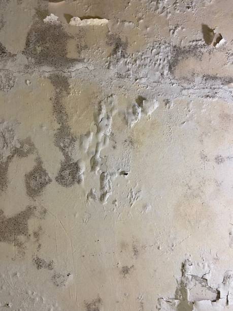 Mold Testing and Removal in Concordia, KS