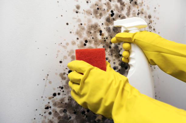 Best Residential Mold Removal  in Concordia, KS