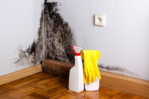 Best Commercial Mold Removal  in Concordia, KS