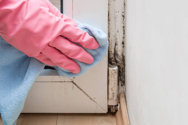 Best Mold Testing  in Concordia, KS