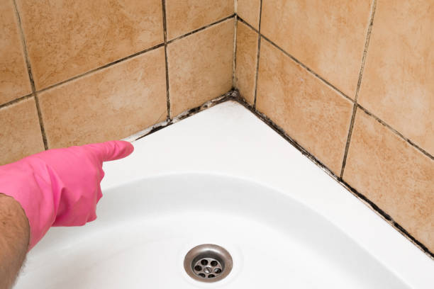 Best Same-Day Mold Removal  in Concordia, KS