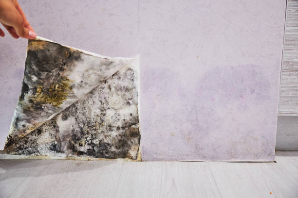 Best Toxic Mold Removal  in Concordia, KS